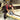 M_5103R_9717.jpeg (26644455)