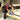 M_5103R_9717.jpeg (26644455)